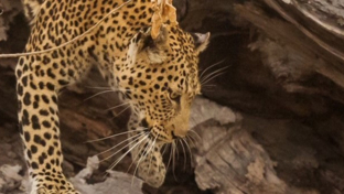 Machaba Safaris Ngoma Safari Lodge Leopard2 Machaba Safaris Ngoma Safari Lodge Leopard2