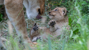 Machaba Safaris A Kiri Story Mike Myers Lion Cub