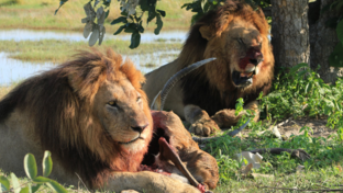 Machaba Monachira Camp Wildlife Sightings February 2026 Lion Brothers