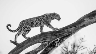 machaba-camp-botswana-okavango-delta-little-machaba-camp-leopard-sightings-august-2018(2).jpg