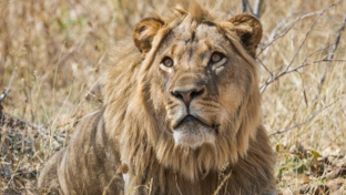 Zimbabwe Verneys Camp Lion