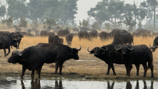 Buffalo Og.jpg Buffalo Og.jpg