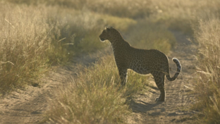 Machaba Verneys Camp Wildlife Sightings June 2025 Leopard In The Middle Of The Road Machaba Verneys Camp Wildlife Sightings June 2025 Leopard In The Middle Of The Road