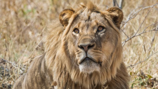 Machaba Verneys Camp Wildlife Sightings May 2026 Subadult Lion