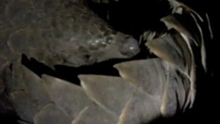 machaba-camp-botswana-okavango-delta-little-machaba-camp-pangolin-2-sightings-june-2019 (3).jpg