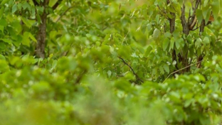 Machaba Safaris   Botswana   Okavango   Shaun Malan   Cheetah Cub12 Machaba Safaris   Botswana   Okavango   Shaun Malan   Cheetah Cub12