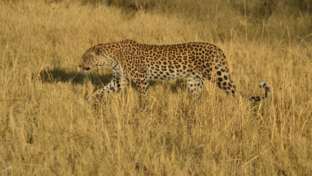 Machaba Safaris Botswana Kiri Camp Leopard Walking Around