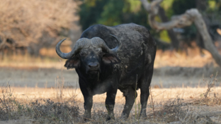 Machaba Ingwe Pan Camp Wildlife Sightings June 2025 Waterbuffalo At Mana Pools National Park Machaba Ingwe Pan Camp Wildlife Sightings June 2025 Waterbuffalo At Mana Pools National Park