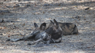 Machaba Ingwe Pan Camp Wildlife Sightings September 2025 Wild Dogs Laying Down Machaba Ingwe Pan Camp Wildlife Sightings September 2025 Wild Dogs Laying Down