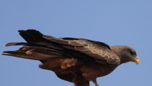 machaba-zimbabwe-hwange-verneys-camp-sighting-february-2020-landing.PNG