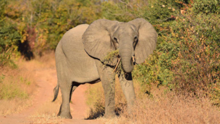 Zimbabwe Mana Pools Ingwe Pan Sightings July 2021 Elephant Eating