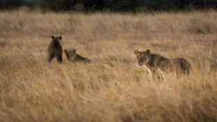 machaba-botswana-okavango-delta-lion-sightings.jpeg