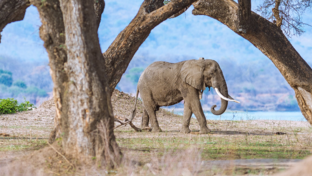 Zimbabwe Mana Pools Ingwe Pan Banner Zimbabwe Mana Pools Ingwe Pan Banner