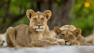 Shaun Malan Machab Camp Feb 2023 2 Shaun Malan Machab Camp Feb 2023 2