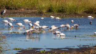 botswana-machaba-birds-sightings.jpeg