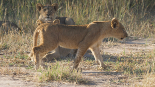 Machaba Safaris Zimbabwe Deteema Springs Cub Machaba Safaris Zimbabwe Deteema Springs Cub