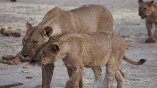 Machaba Safaris Deteema Springs Lioness