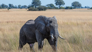 Mike Myers Monachira  June 2024 36