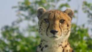 Machaba Gomoti Plains Camp Wildlife Sightings January 2026 Cheetah In The Okavango Delta
