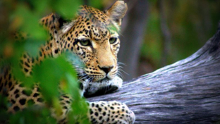 machaba-botswana-okavango delta-machaba-leopard-sightings-april-2017 (4).jpg