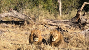 Machaba Botswana Okavango Delta Gomoti Plains Sighting June 2020 Lion Thumbnail