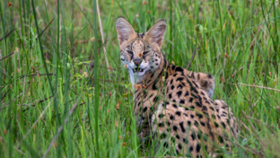 Machaba Safaris December Mail Unforgettable Wildlife Sightings Serval