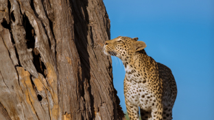 machaba-botswana-okavango-delta-little-machaba-camp-2-leopard-sightings-april-2019.jpg