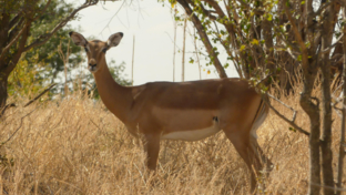 Machaba Botswana Hwange Deteema Impala Thumbnail May Sightings 2020 Machaba Botswana Hwange Deteema Impala Thumbnail May Sightings 2020