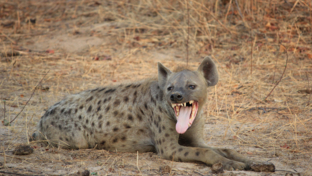 Ingwe Pan Wildlife Sightings September 2024 Hyena Ingwe Pan Wildlife Sightings September 2024 Hyena