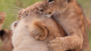 machaba-botswana-okavango-delta-gomoti-plains-lion-cub-sightings-april-2018 (1).jpg