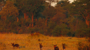 Wild Dogs at Deteema Springs