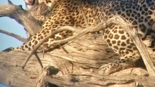 Machaba Camp Wildlife Sightings October 2024 Leopard In Tree