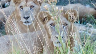 Machaba Kiri Camp Wildlife Sightings May 2025 Two Adolecent Lions Machaba Kiri Camp Wildlife Sightings May 2025 Two Adolecent Lions