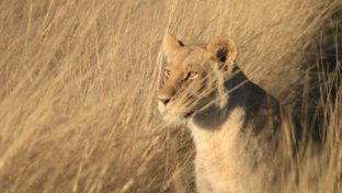 Machaba Monachira Camp Wildlife Sightings August 2025 Lioness In Tall Grass Machaba Monachira Camp Wildlife Sightings August 2025 Lioness In Tall Grass