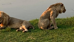 Machaba Ingwe Pan Camp Wildlife Sightings October 2025 Lion Brothers At Ingwe
