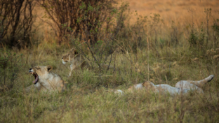 Machaba-Safaris-Botswana-Chobe-Safari-Lodge-lions.jpg