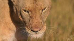 machaba-botswana-okavango-delta-machaba-camp-lion-sightings-update-june-2017.jpg