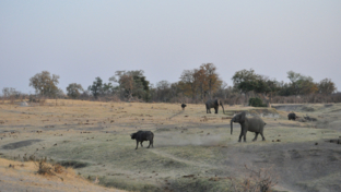 Zimbabwe Hwange Deteema Springs Wildlife Sightings September 2020 Elephant Banner Zimbabwe Hwange Deteema Springs Wildlife Sightings September 2020 Elephant Banner