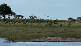 Machaba Verneys Camp Wildlife Sightings January 2026 Verneys Game