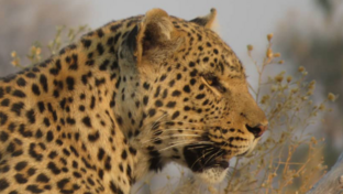 Machaba Gomoti Plains Camp Wildlife Sightings May 2026 Leopard Near Gomoti Plains