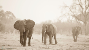 Machaba Botswana Okavango Delta August Sightings 2020 Thumbnail Machaba Botswana Okavango Delta August Sightings 2020 Thumbnail