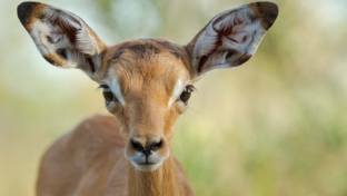Botswana Okavango Delta Machaba Camp Sightings December 2021 Impala Botswana Okavango Delta Machaba Camp Sightings December 2021 Impala
