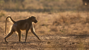 Zimbabwe Mana River Baboon Zimbabwe Mana River Baboon