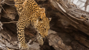 Machaba Safaris Ngoma Safari Lodge Leopard