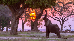 Machaba Safaris Mana Pools Elephant