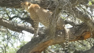 Machaba Verneys Camp Wildlife Sightings February 2025 Cheetah Gazing Over The Savannah Machaba Verneys Camp Wildlife Sightings February 2025 Cheetah Gazing Over The Savannah