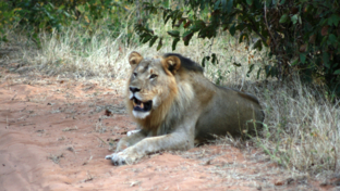 Machaba Ngoma Safari Lodge Wildlife Sightings December 2025 Male Lion Under Tree