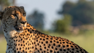 Machaba Kiri Camp Wildlife Sightings January 2026 Cheetah Spotted In Afternoon