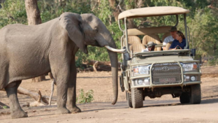 Machaba Mana River Camp Wildlife Sightings June 2026 Elephant Sighting On Safari