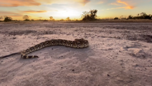 On Safari Nala Episode 12 Puff Adder Thumbnail